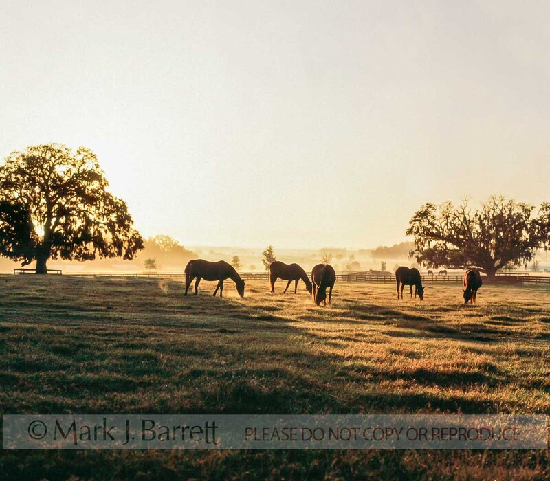 7071A(1).jpg :: Herd of Thoroughbreds grazing on horizon at sunrise