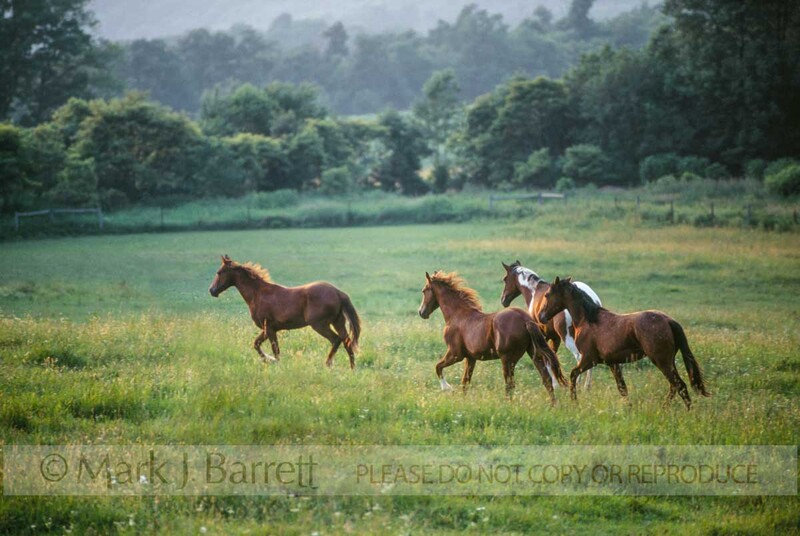 7079B(1).jpg :: Mixed horse herd in open paddock at sunset.