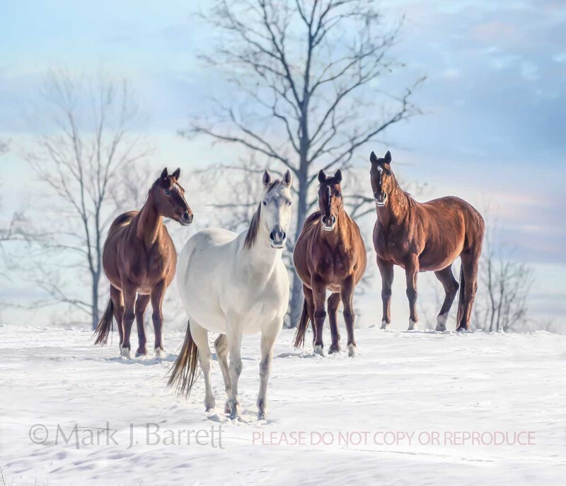 7087-5(1).jpg :: Thoroughbred mares in snow