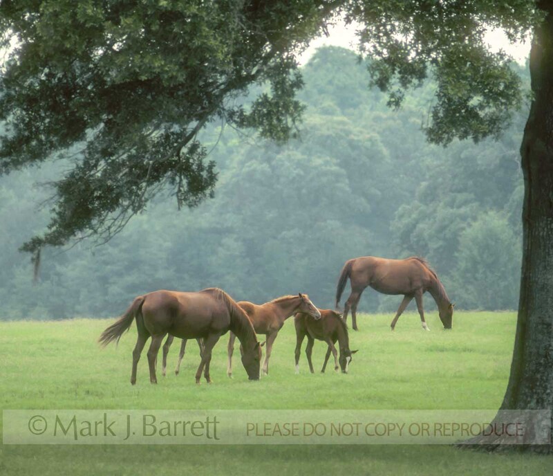 7098(1).jpg :: © Mark J. Barrett 2002
www.markjbarrett.com
tel 352-236-2282

Thoroughbred mares and foals graze the lush pastures of Ocala, FL in early morning mist.