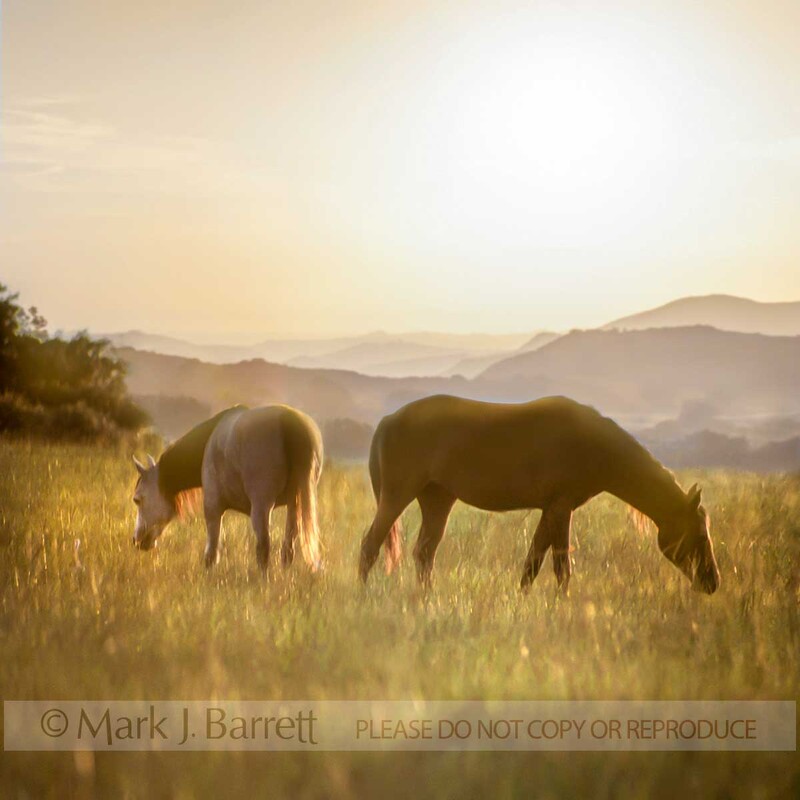 7104V-1(2).jpg :: Horses grazing in lush pasture overlooking mountain range, LATE AFTERNOON BACKLIGHT.