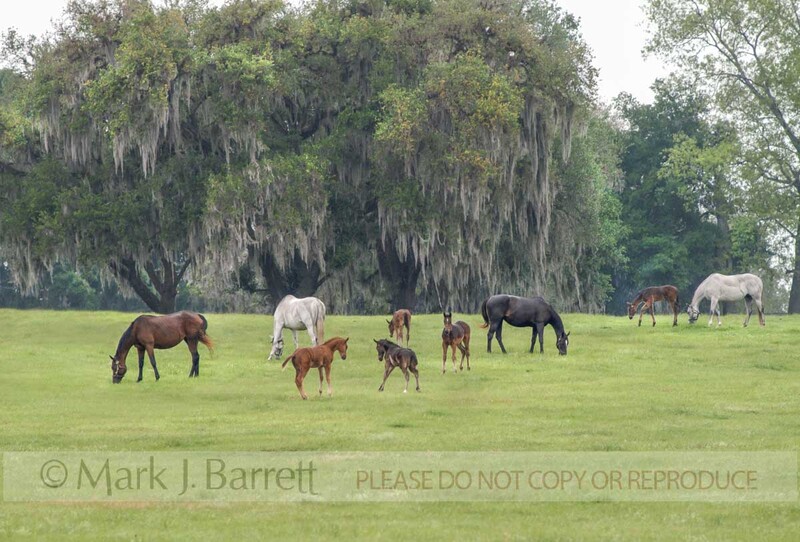 7108(1).jpg :: Thoroughbred mares and foals graze in large open pasture near Ocala, Florida