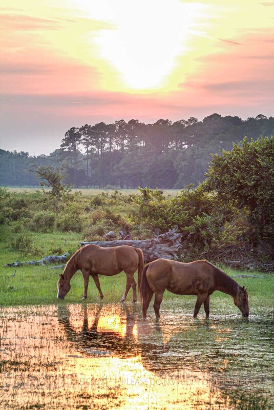7128(1).jpg :: horses grazing in pond water at sunset