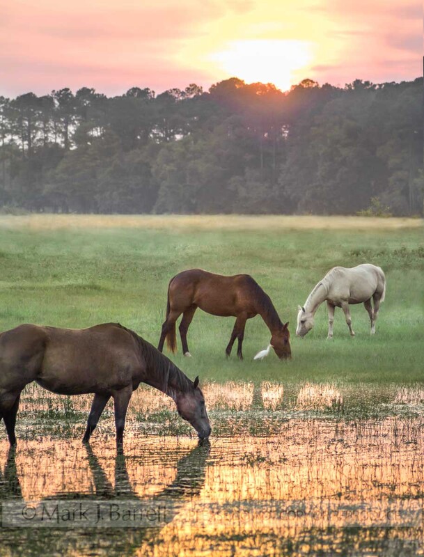 7135B(1).jpg :: Stock horses graze  peacefully at sunset in pasture near Micanopy Florida