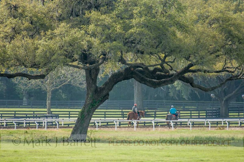 7136E(1).jpg :: Bridlewood Farm, Ocala, FL