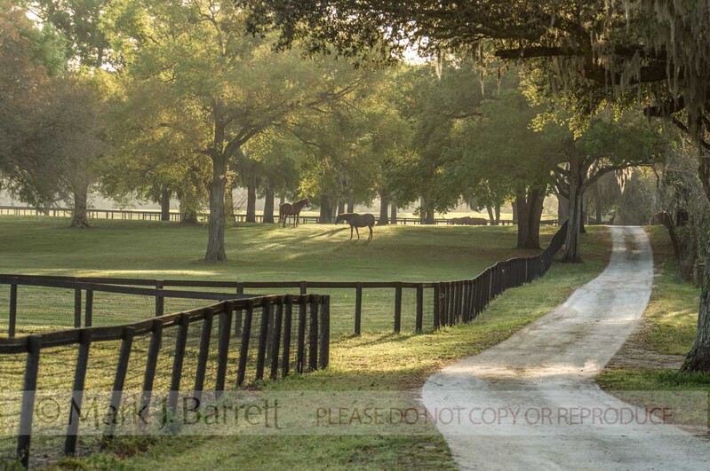 7136P(1).jpg :: Bridlewood Farm, Ocala, FL