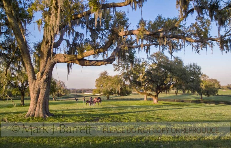 7141-2(1).jpg :: Scenic horse farm, Ocala, FL