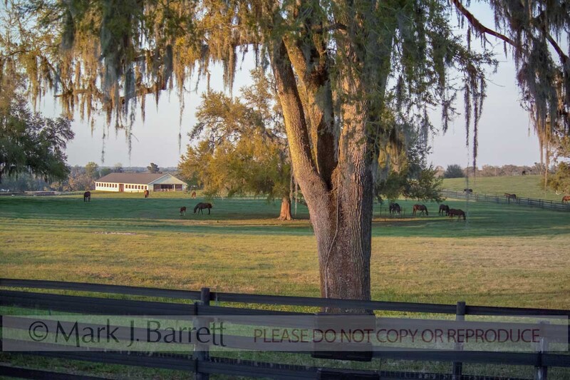 7141-5(1).jpg :: Scenic horse farm with grazing herd, Ocala, FL
