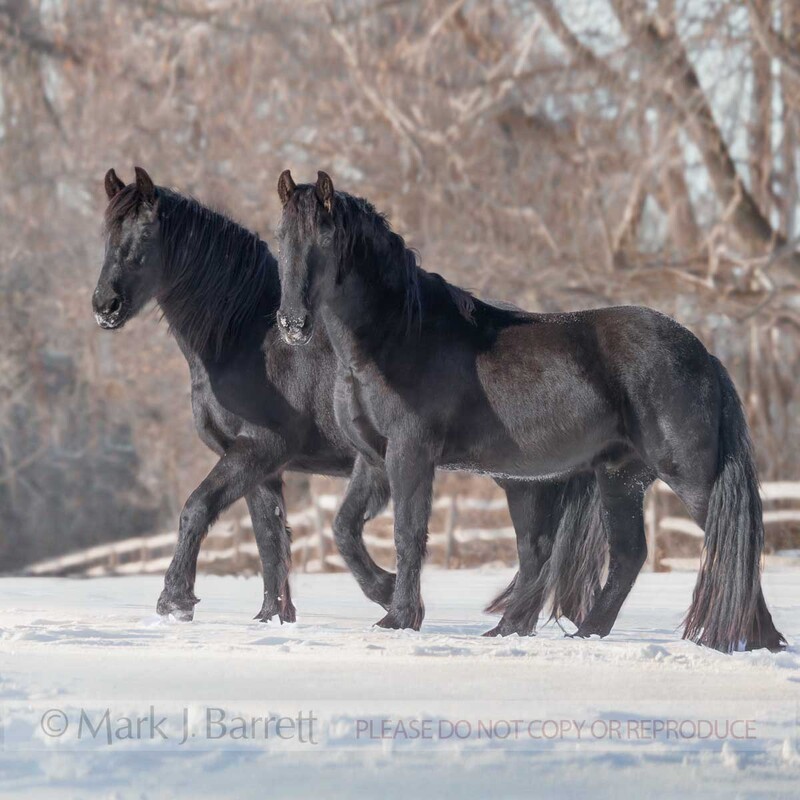 7150A1.jpg :: Pair of adult Friesian horses in snowy field