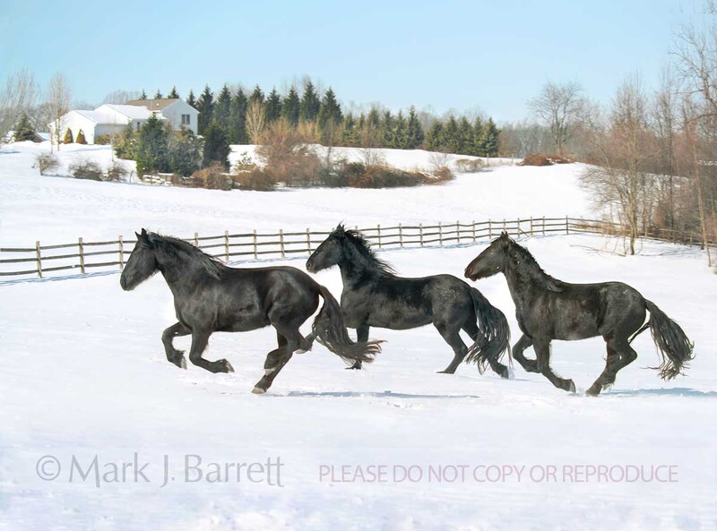 7153(1).jpg :: Friesian Horses gallop across snow covered paddock