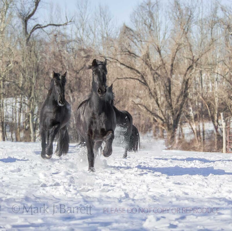 7162D(1).jpg :: Friesian horses run toward us in snow.