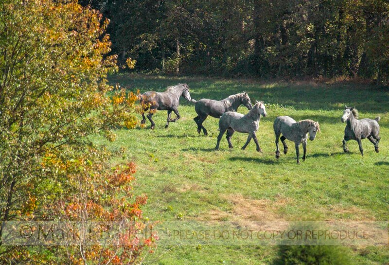 7181B(1).jpg :: Herd of Percheron Draft Horse mares run across open paddock with fall foiliage