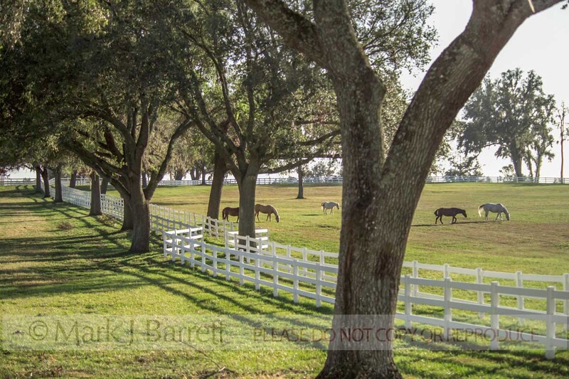 7185c(1).jpg :: Paso Fino horses graze in scenic pasture, Ocala, FL