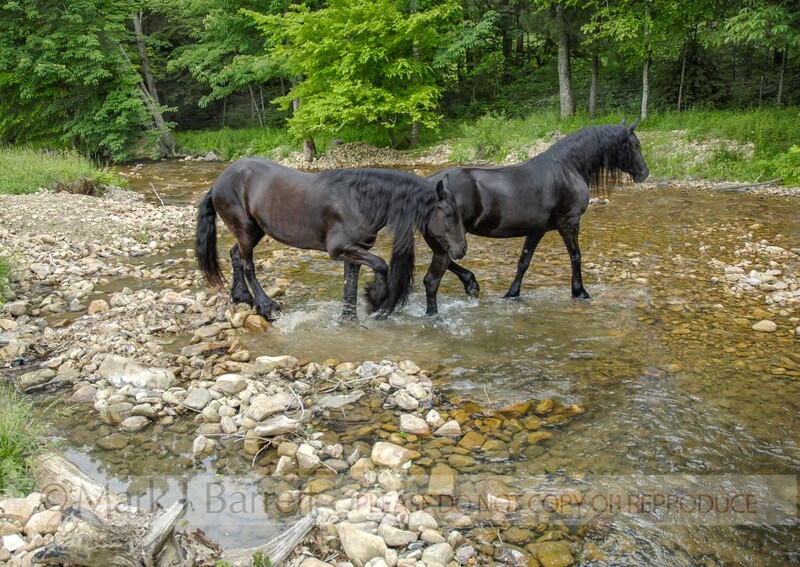 7207K(1).jpg :: Pair of Friesian Horse mares wade across rocky shallow stream