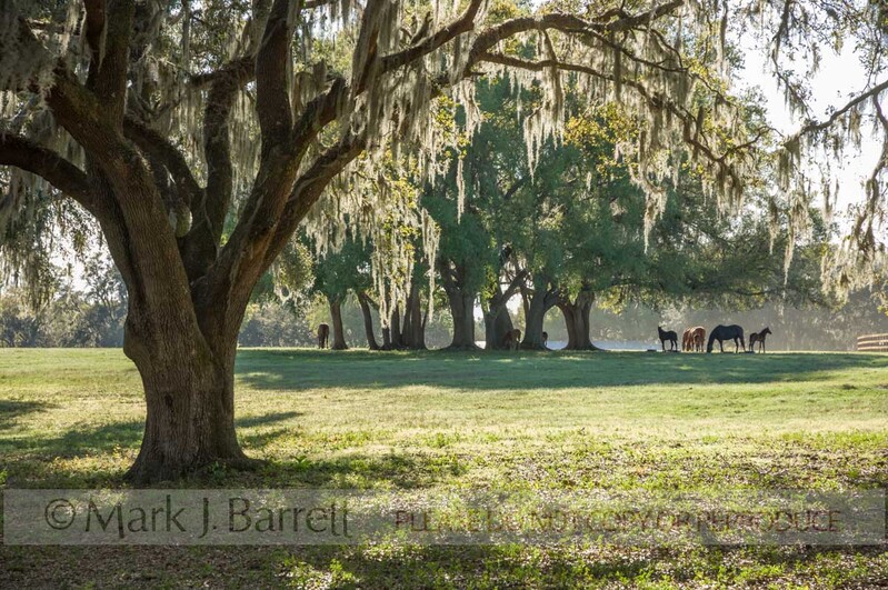 7210F(1).jpg :: Thoroughbred mares and foals lounging under huge Live Oak trees on a cool spring afternoon, Ocala FL