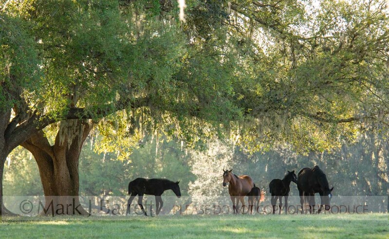 7210M1(1).jpg :: Quarter Horse mares and foals lounging under huge Live Oak trees on a cool spring afternoon, Ocala FL