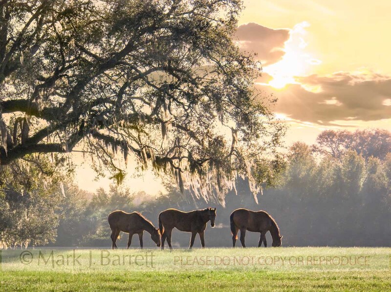 7230-1(2).jpg :: Thoroughbred yearlings in morning light under spreading Live Oak trees