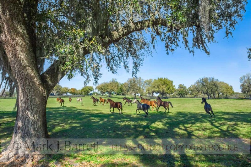 7234F(1).jpg :: Thoroughbred Horses running in large grass paddock, farm, Ocala, FL