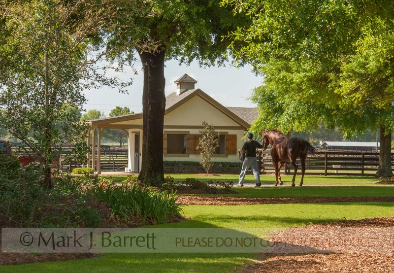 7237Z(1).jpg :: Handler leading Thoroughbred stallion from horse barn