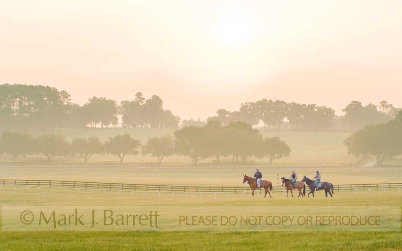 7241G(1).jpg :: Thoroughbred exercise riders woring race prospects.