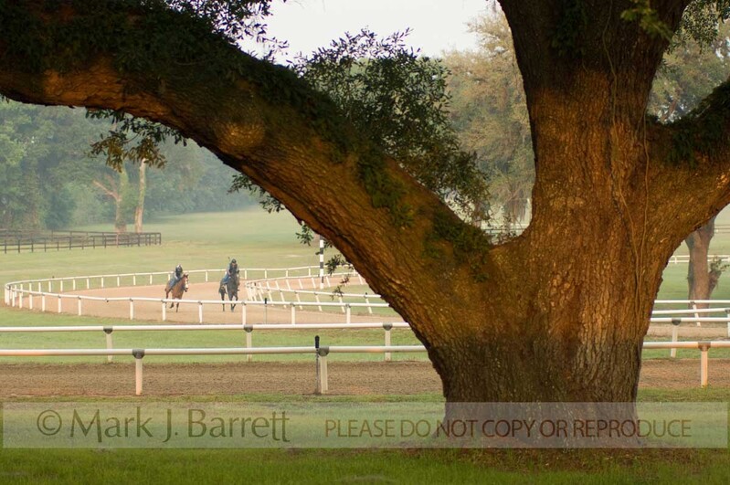 7242C(1).jpg :: Exercise riders at morning workout on Thoroughbred horses