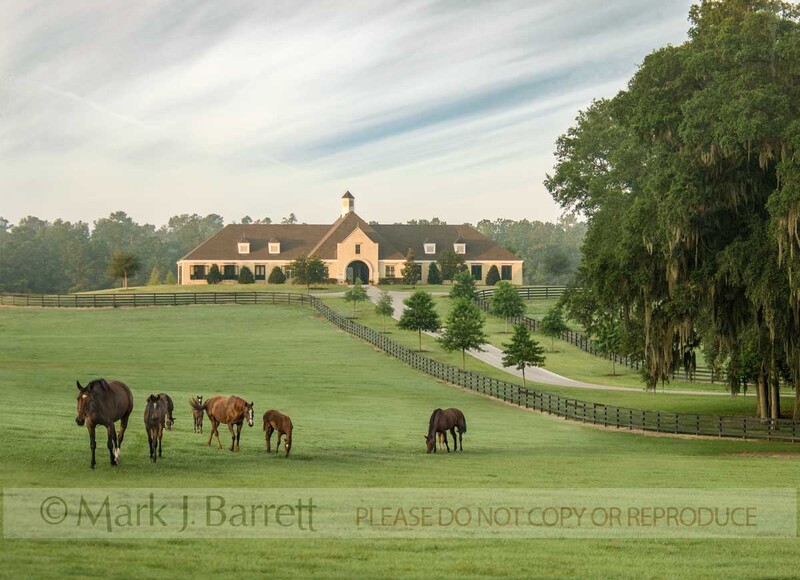 7261M2(1).jpg :: Thoroughbred horse farm
