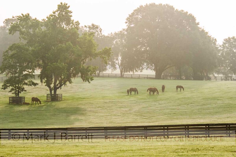 7262F1(1).jpg :: Thoroughbred hores grazing in lush green pasture