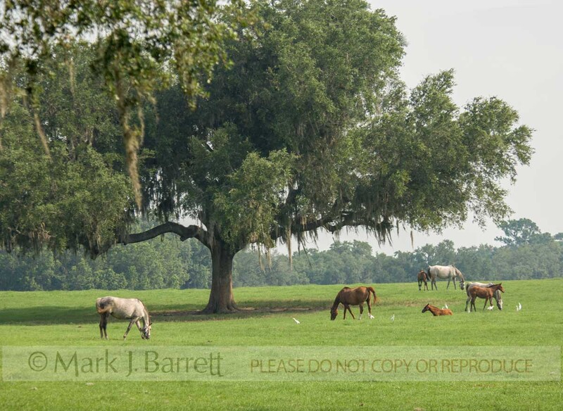 7264E1(1).jpg :: Thorughbred mares and foals graze in rolling green pasture with large Live Oak trees