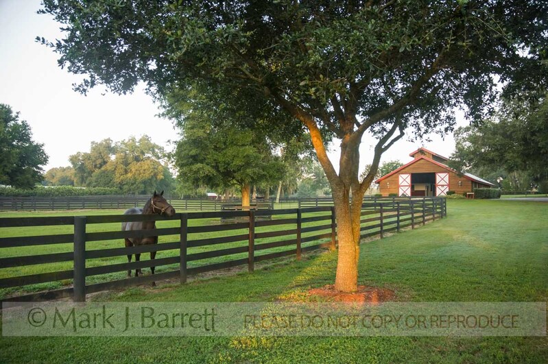 7269J(1).jpg :: Thoroughbred stud horse in paddock with barn in background