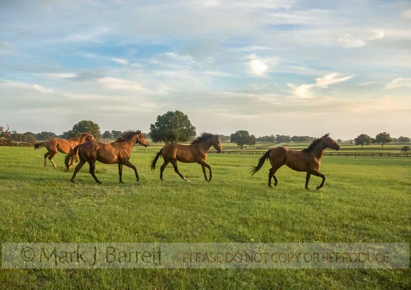 7272C(1).jpg :: Early morning group of  Thoroughbred yearlings in open paddock