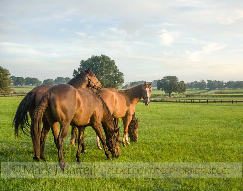 7272HJ(1).jpg :: Early morning group of  Thoroughbred yearlings in open paddock