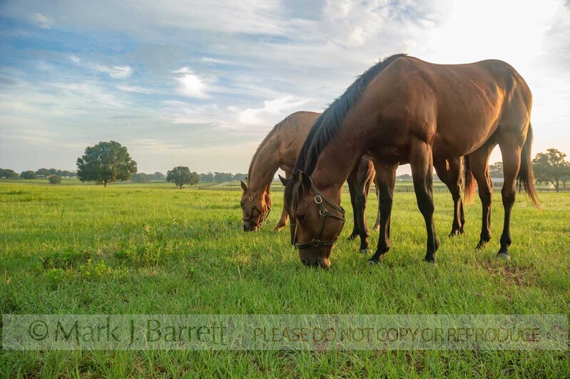 7272L-Enhanced-NR(1).jpg :: Group of  Thoroughbred yearlings graze in open paddock