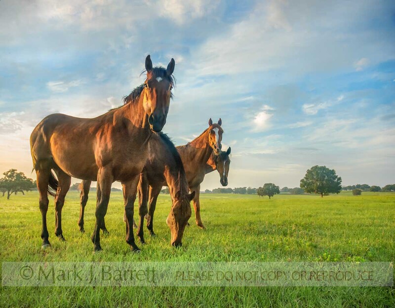 7272M-1(1).jpg :: Group of  Thoroughbred yearlings play in open paddock