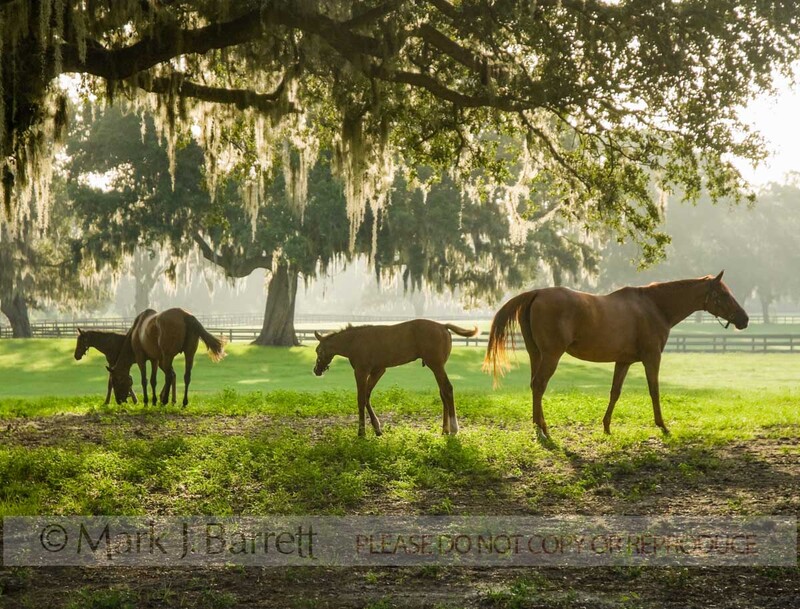 7273NP1(1).jpg :: Throroughbred mares and foals under large spreading Oaks