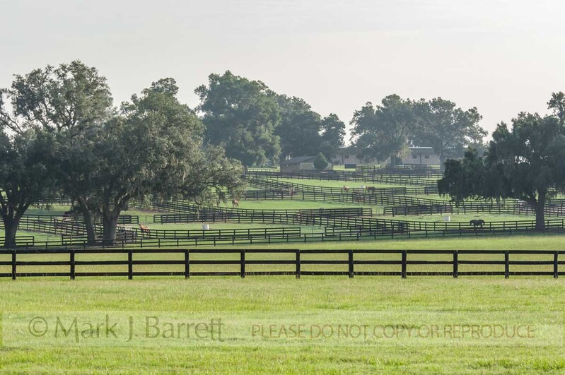 7273Y(1).jpg :: Thoroughbred horse farm paddocks.