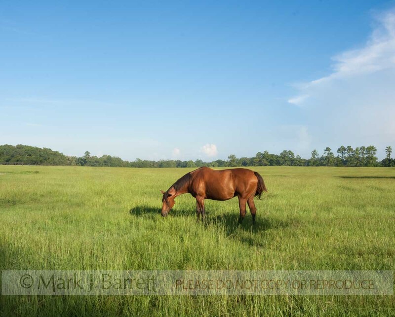 7275HC-1(1).jpg :: Thoroughbred Horse farm, Ocala, FL