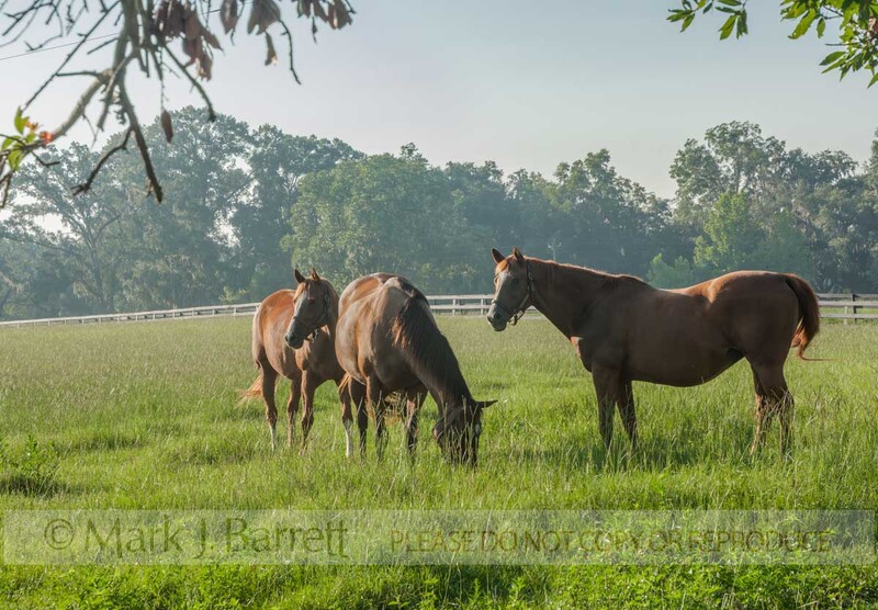 7275HH-Enhanced-NR(1).jpg :: Thoroughbred Horses grazing in lush farm pasture , Ocala, FL