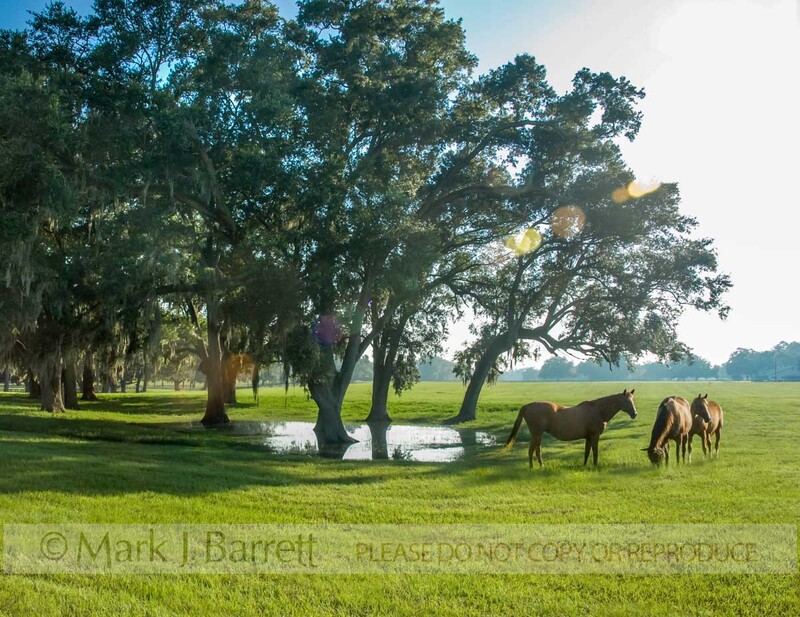 7275L1(1).jpg :: Thoroughbred Horse farm, Ocala, FL