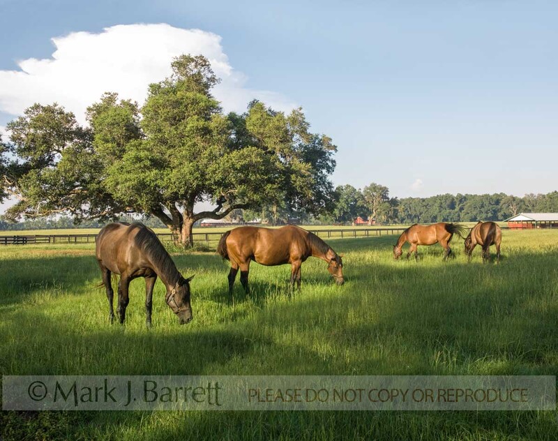7275S1(1).jpg :: Thoroughbred Horse farm, Ocala, FL