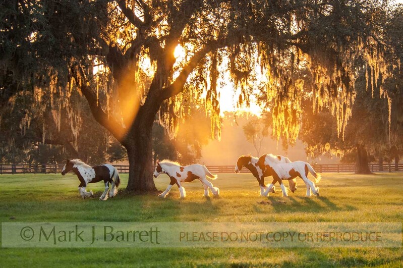 7277-6(1).jpg :: Herd of Gypsy Vanner horse weanlings run at sunset under Live Oak trees