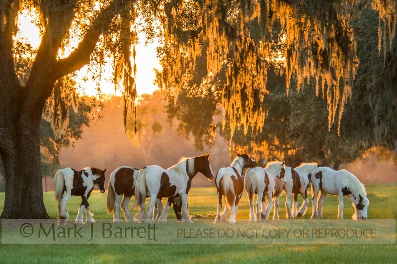 7277-8A(1).jpg :: Herd of Gypsy Vanner horse weanlings run at sunset under Live Oak trees