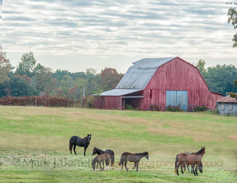 7282-2A(1).jpg :: Connemara ponies grazing pasture with rustic barn backdrop