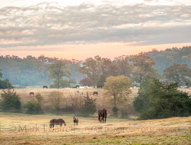 7285-1A(2).jpg :: Various breed horse herd grazes the foggy rolling hills of Mena, Arkansas at dawn