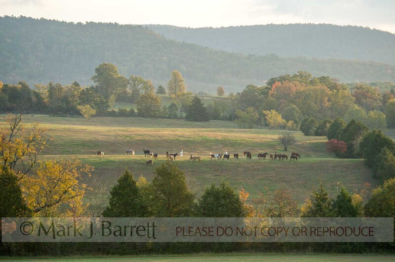 7287-5(1).jpg :: Horses graze the rolling hills of Mena, Arkansas at Proud Spirit Horse Rescue