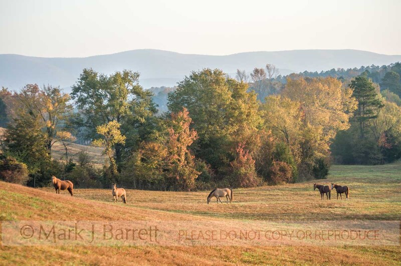 7287-8(1).jpg :: Horses graze the rolling hills of Mena, Arkansas at Proud Spirit Horse Rescue