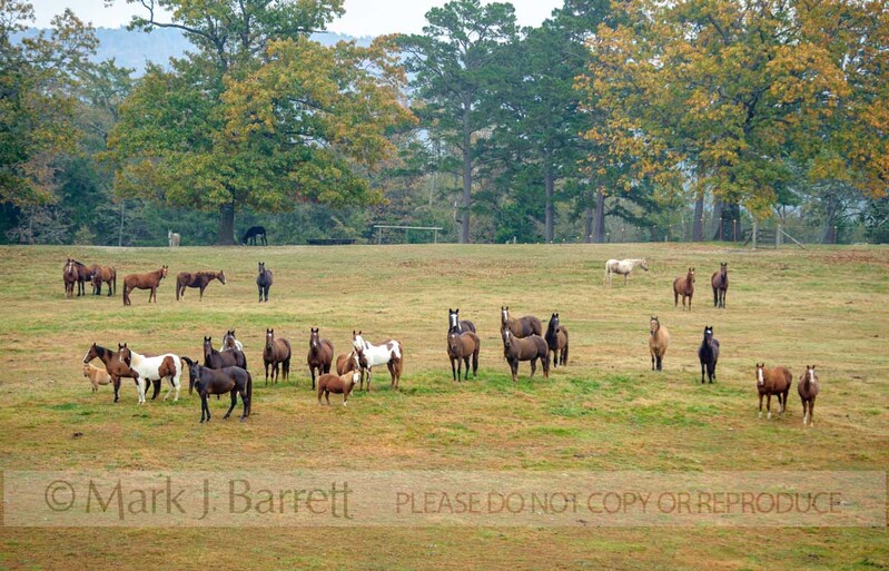 7289-11(1).jpg :: Horses graze the rolling hills of Mena, Arkansas at Proud Spirit Horse Rescue