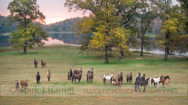 7289-11A(1).jpg :: Horses graze the rolling hills of Mena, Arkansas at Proud Spirit Horse Rescue
