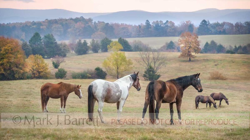 7289-4A(2).jpg :: Horses graze the rolling hills of Mena, Arkansas at Proud Spirit Horse Rescue
