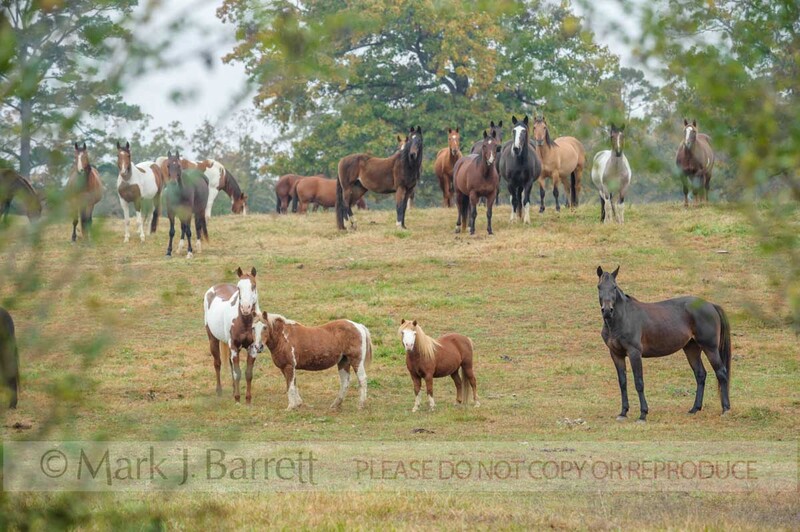 7289-9(1).jpg :: Horses graze the rolling hills of Mena, Arkansas at Proud Spirit Horse Rescue