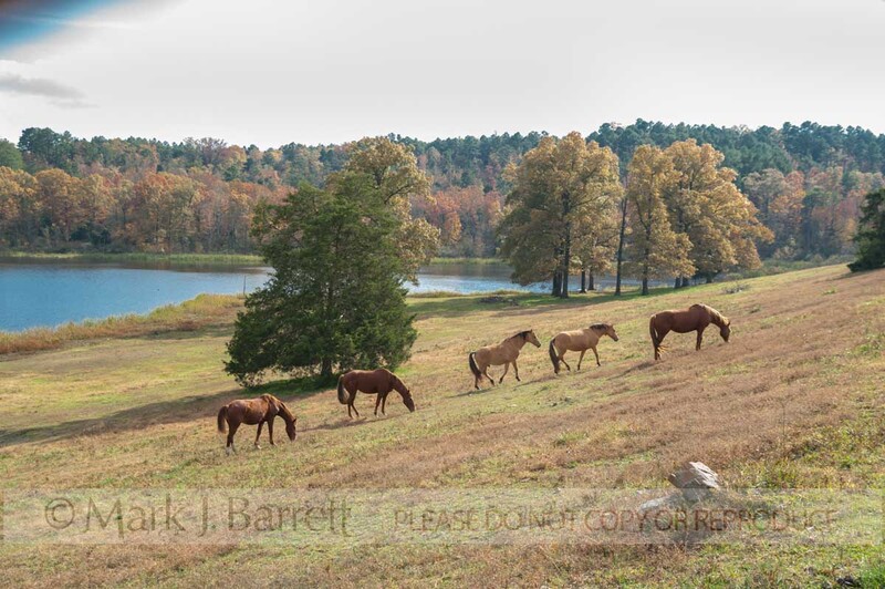 7290-12(1).jpg :: proud Spirit Horse Rescue, Mena, Arkansas